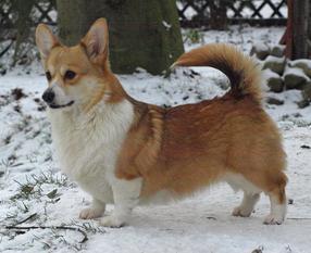 Lovely Little Lolitta Gaucho Lovely Little Lolitta Gaucho