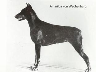 Amarilda von der Wachenburg Amarilda von der Wachenburg