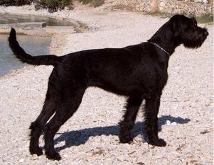 Xilly von der Grön Au Xilly von der Grön Au