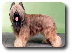 Czarli Junior z Wuzlandii Czarli Junior z Wuzlandii