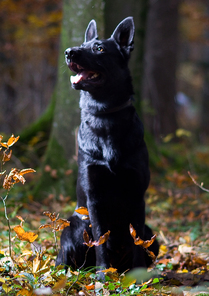 Lilly von der Mohnwiese