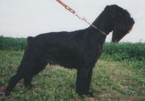Farah von Gengelbach Farah von Gengelbach