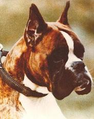Carlino von Nassau-Oranien Carlino von Nassau-Oranien