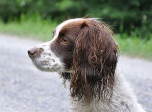 Haredale Sprightly Spirit Haredale Sprightly Spirit