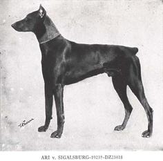 Ari von Sigalsburg Ari von Sigalsburg