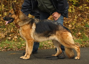 Orana von der Falkenkanzel Orana von der Falkenkanzel