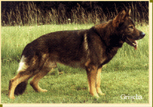 Grischa vom Schwarzen Milan Grischa vom Schwarzen Milan