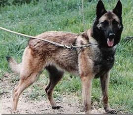 Apple des Loups Mutins Apple des Loups Mutins