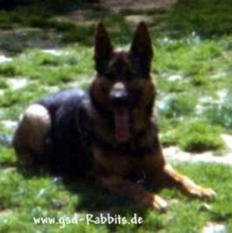 Olf vom Heidetal Olf vom Heidetal