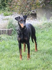 Maggie von der Krillenburg Maggie von der Krillenburg