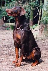 Goliath von der Krillenburg Goliath von der Krillenburg