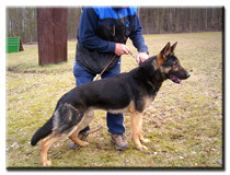 Dax von Spitzbubezwinger Dax von Spitzbubezwinger