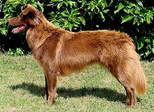Topeka Chilla Rojo Topeka Chilla Rojo