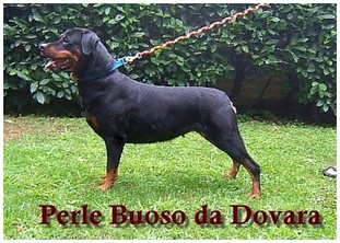 Perle Buoso da Dovara Perle Buoso da Dovara