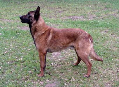 Hoost LOSH 1057543 (Senko) Hoost LOSH 1057543 (Senko)