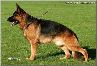 Diego vom Schornfelsen Diego vom Schornfelsen