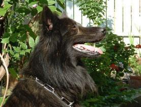 Sly du Mont Brabant Sly du Mont Brabant