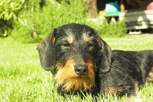 Armantine des bruyères bleues Armantine des bruyères bleues