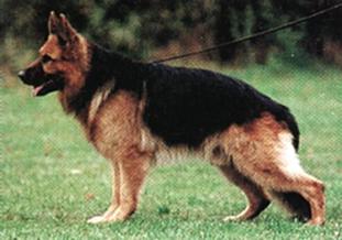 Ringo von der Bombardshöhe Ringo von der Bombardshöhe