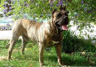 Conan (RRC 0072339) Conan (RRC 0072339)