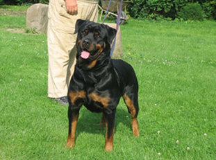 Emy von der Crossener Ranch Emy von der Crossener Ranch