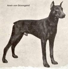 Arwin vom Brüningshof Arwin vom Brüningshof