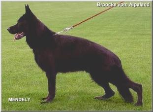 Broocke vom Alpaland Broocke vom Alpaland