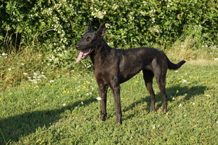 Gil von der Herdergang Gil von der Herdergang