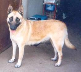 Lillit du Clos Champcheny Lillit du Clos Champcheny