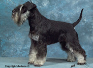 Leonieke's Marin-Balyn