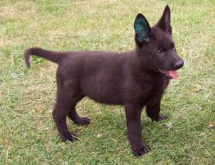Wolf von den Wölfen Wolf von den Wölfen