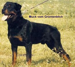 Muck vom Grüntenblick Muck vom Grüntenblick