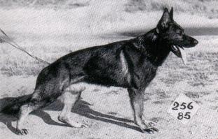 Birko von der Wolfshöhle Birko von der Wolfshöhle