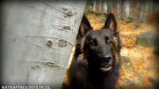 Plum-Parcel-Paw Dynastic Plum-Parcel-Paw Dynastic
