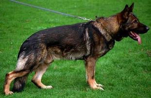 Basko von der Lutter Basko von der Lutter