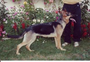Boa von der Germanenquelle Boa von der Germanenquelle