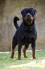 Simba Poncius von Olivio Simba Poncius von Olivio