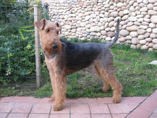 Dara von der Schwarzen Kuhle Dara von der Schwarzen Kuhle