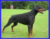 Bingo von der Horst Bingo von der Horst
