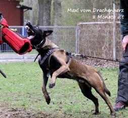 Maxl vom Drachenherz Maxl vom Drachenherz