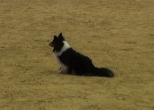 Angel Sheltie vom Schloß Gehlenberg Angel Sheltie vom Schloß Gehlenberg