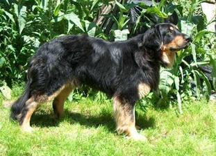 Buddy Boston Kralovska straz Buddy Boston Kralovska straz