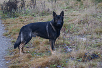 dog image background