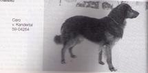 dog image background