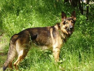 Charly vom Honnebachtal Charly vom Honnebachtal