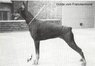 Golda vom Franckenhorst Golda vom Franckenhorst