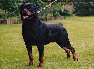 Balou vom Silberblick Balou vom Silberblick