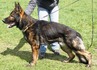 Apache von der Fuchsaue
