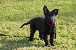 Blacky vom Fuchsstein Blacky vom Fuchsstein