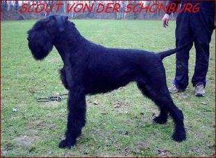Scout von der Schönburg Scout von der Schönburg